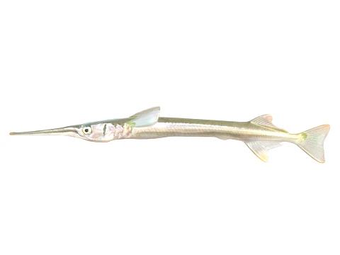 50 Fish Sea Creatures Collection v2 3D Model