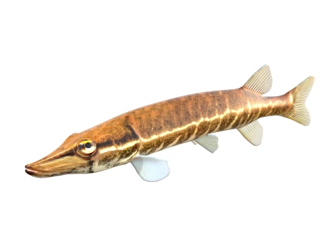 50 Fish Sea Creatures Collection v2 3D Model