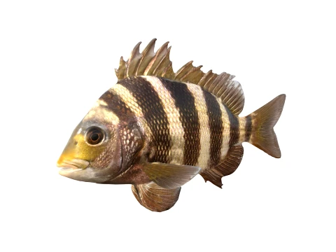 50 Fish Sea Creatures Collection v2 3D Model