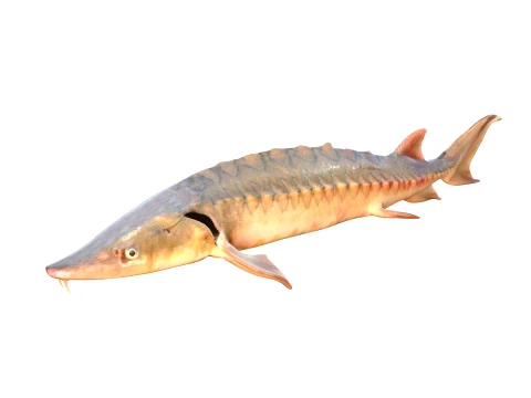 50 Fish Sea Creatures Collection v2 3D Model