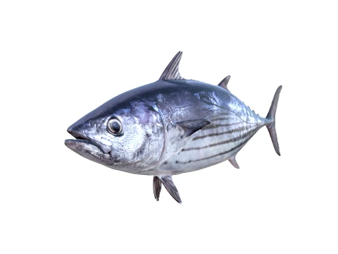 50 Fish Sea Creatures Collection v2 3D Model