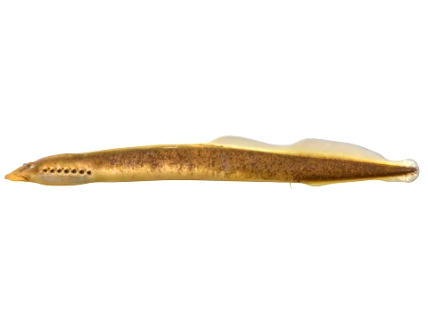 50 Fish Sea Creatures Collection v2 3D Model