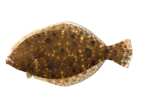 50 Fish Sea Creatures Collection v2 3D Model