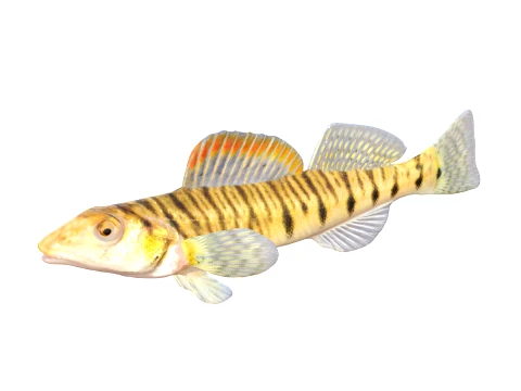 50 Fish Sea Creatures Collection v2 3D Model