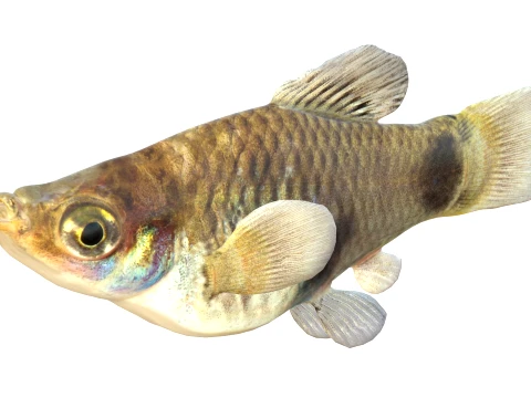 50 Fish Sea Creatures Collection v2 3D Model