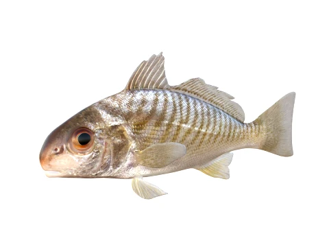 50 Fish Sea Creatures Collection v2 3D Model