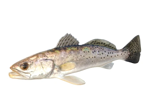 50 Fish Sea Creatures Collection v2 3D Model