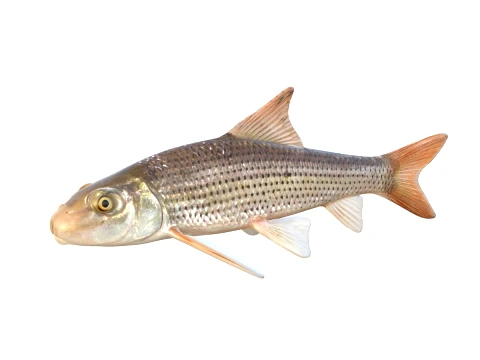 50 Fish Sea Creatures Collection v2 3D Model