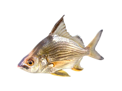 50 Fish Sea Creatures Collection v2 3D Model
