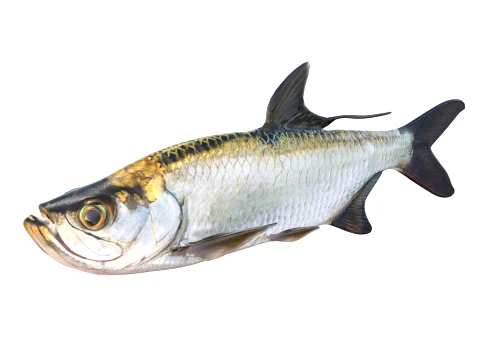 50 Fish Sea Creatures Collection v2 3D Model