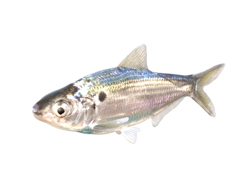 50 Fish Sea Creatures Collection v2 3D Model