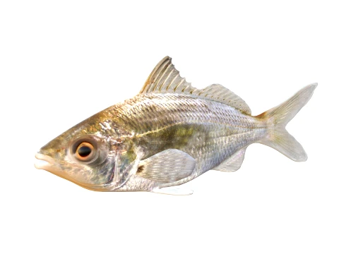 50 Fish Sea Creatures Collection v2 3D Model