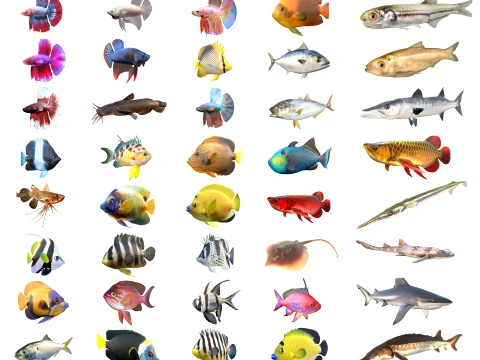50 Fish Sea Creatures Collection v3 3D Model