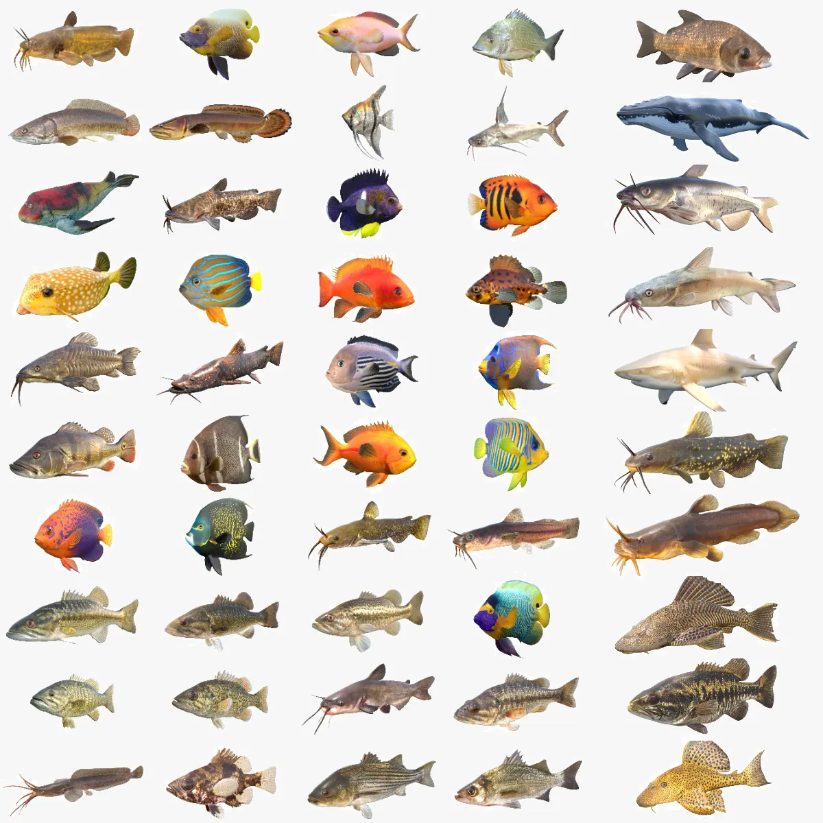50 Fish Sea Creatures Collection v4 3D Model .c4d .max .obj .3ds .fbx .stl .blend 