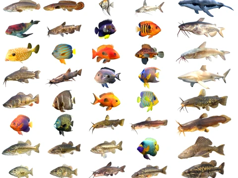 50 Fish Sea Creatures Collection v4 3D Model