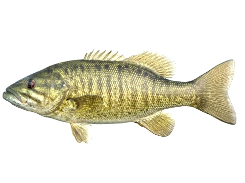 50 Fish Sea Creatures Collection v4 3D Model