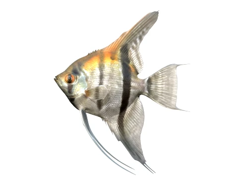 50 Fish Sea Creatures Collection v4 3D Model