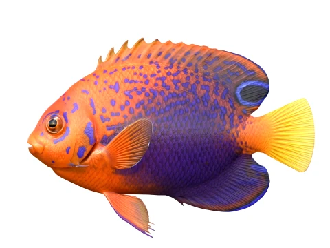 50 Fish Sea Creatures Collection v4 3D Model