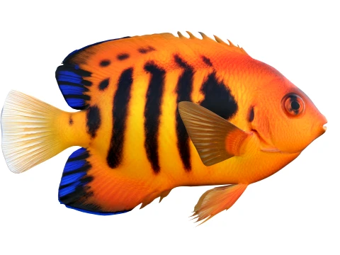 50 Fish Sea Creatures Collection v4 3D Model