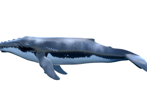 50 Fish Sea Creatures Collection v4 3D Model