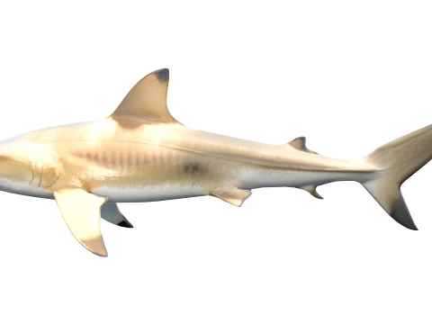 50 Fish Sea Creatures Collection v4 3D Model