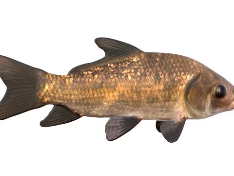 50 Fish Sea Creatures Collection v4 3D Model