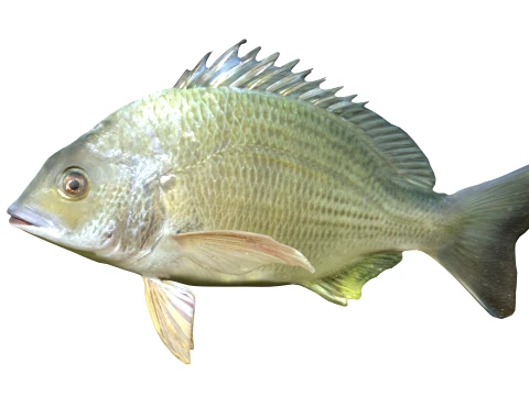 50 Fish Sea Creatures Collection v4 3D Model