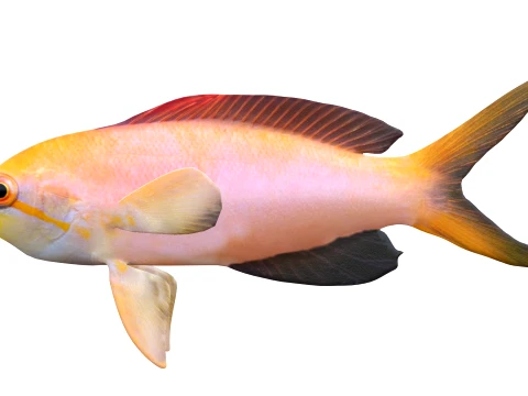 50 Fish Sea Creatures Collection v4 3D Model