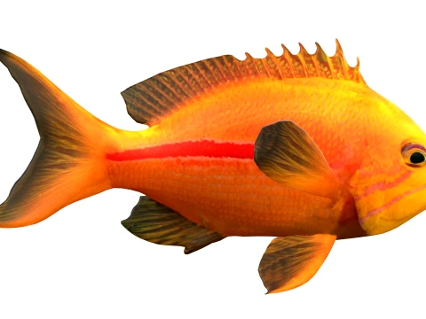 50 Fish Sea Creatures Collection v4 3D Model