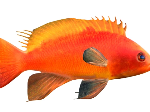 50 Fish Sea Creatures Collection v4 3D Model