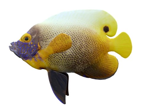 50 Fish Sea Creatures Collection v4 3D Model