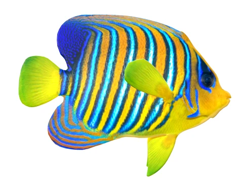 50 Fish Sea Creatures Collection v4 3D Model