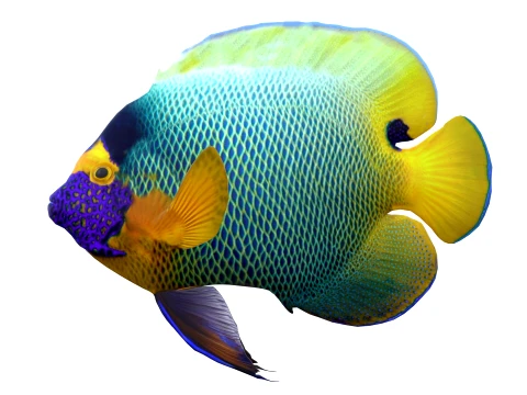 50 Fish Sea Creatures Collection v4 3D Model