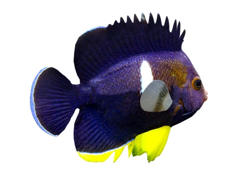 50 Fish Sea Creatures Collection v4 3D Model