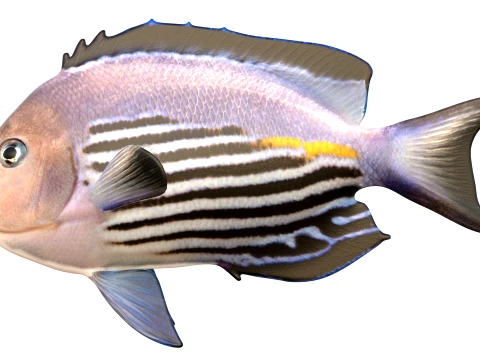 50 Fish Sea Creatures Collection v4 3D Model