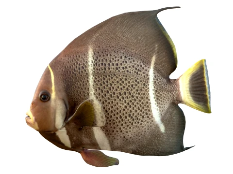 50 Fish Sea Creatures Collection v4 3D Model