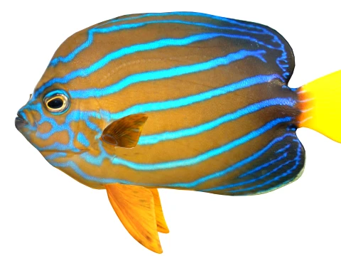 50 Fish Sea Creatures Collection v4 3D Model