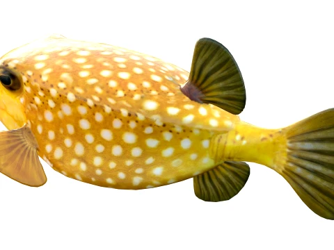 50 Fish Sea Creatures Collection v4 3D Model