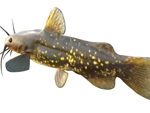 50 Fish Sea Creatures Collection v4 3D Model