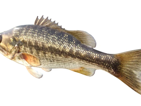 50 Fish Sea Creatures Collection v4 3D Model