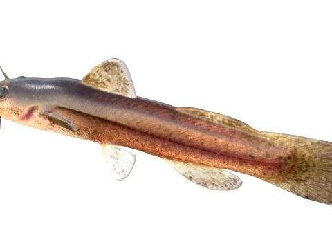 50 Fish Sea Creatures Collection v4 3D Model