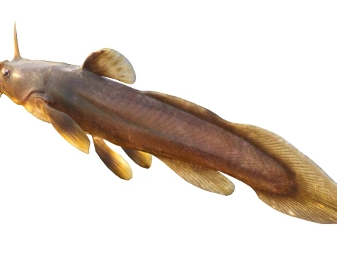 50 Fish Sea Creatures Collection v4 3D Model