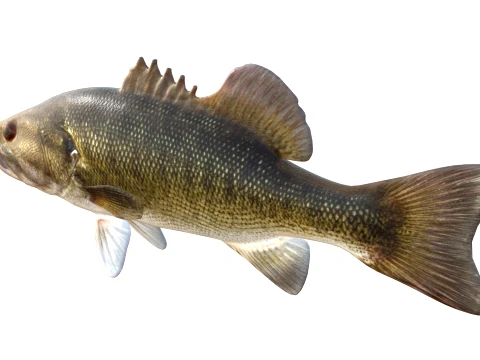 50 Fish Sea Creatures Collection v4 3D Model