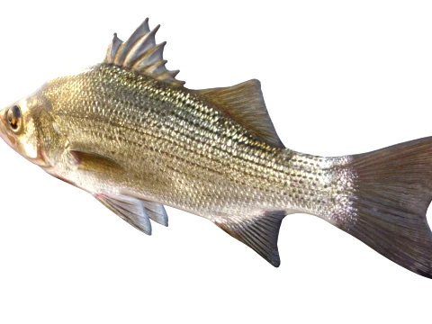 50 Fish Sea Creatures Collection v4 3D Model