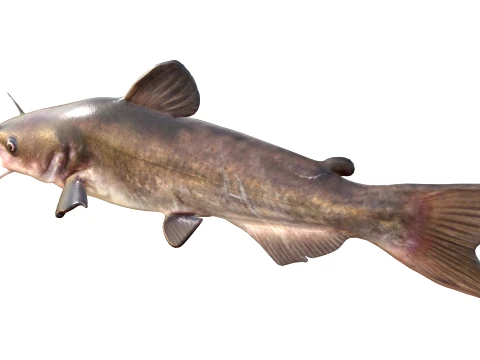 50 Fish Sea Creatures Collection v4 3D Model