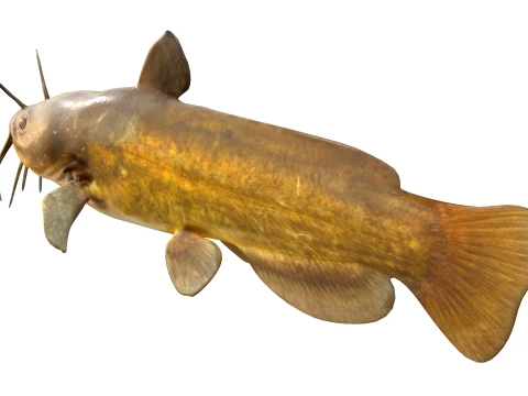 50 Fish Sea Creatures Collection v4 3D Model