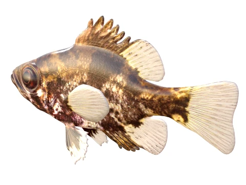 50 Fish Sea Creatures Collection v4 3D Model