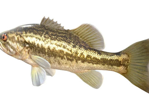 50 Fish Sea Creatures Collection v4 3D Model