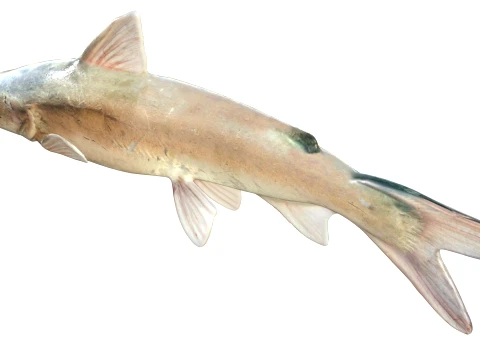 50 Fish Sea Creatures Collection v4 3D Model