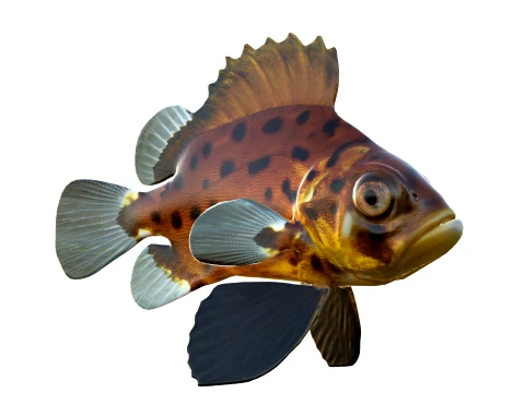 50 Fish Sea Creatures Collection v4 3D Model